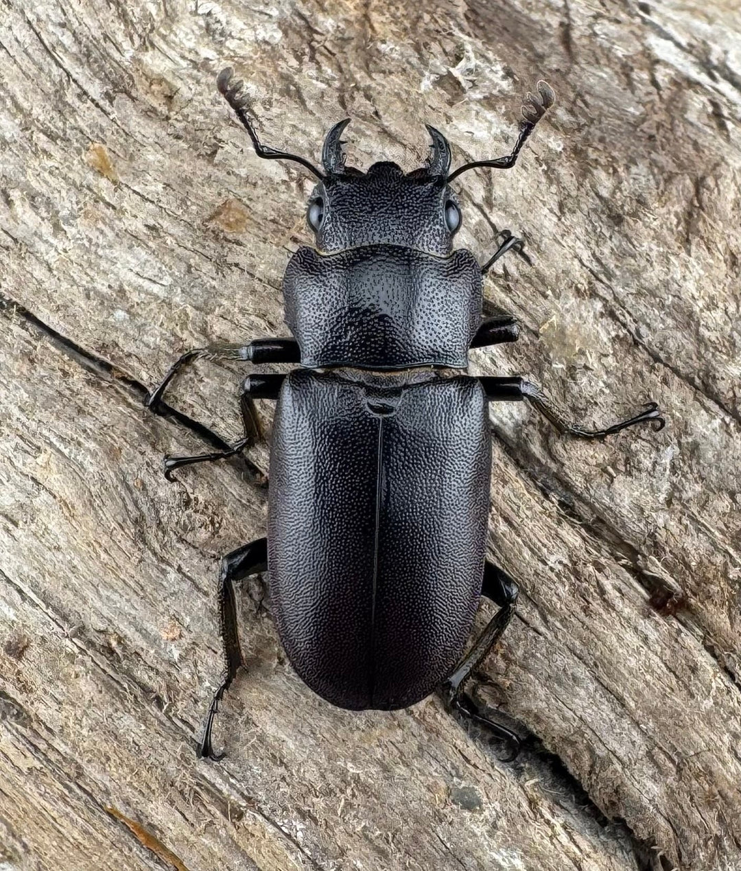 【美麗】《メタリフェルホソアカ亜種finae 78mm ペア》わたくわ氏ブリード個体