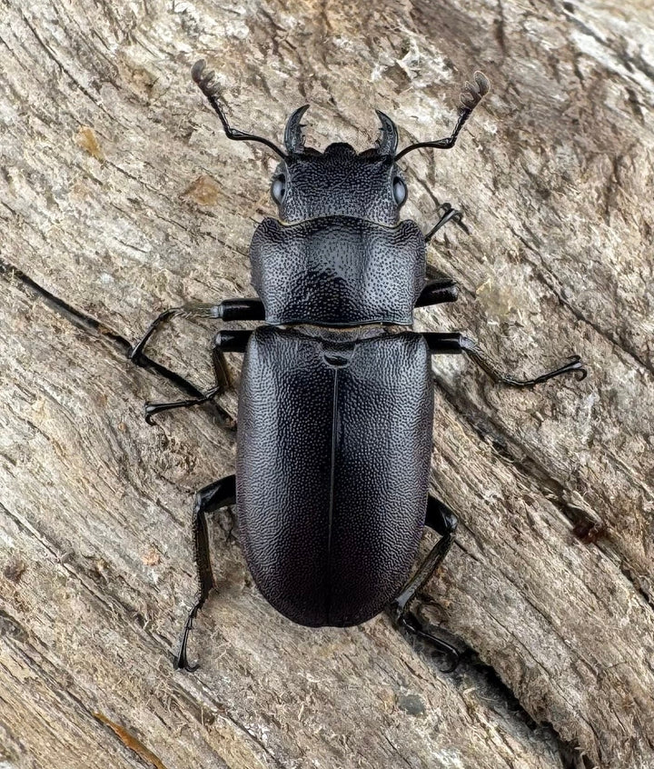 【美麗】《メタリフェルホソアカ亜種finae 78mm ペア》わたくわ氏ブリード個体