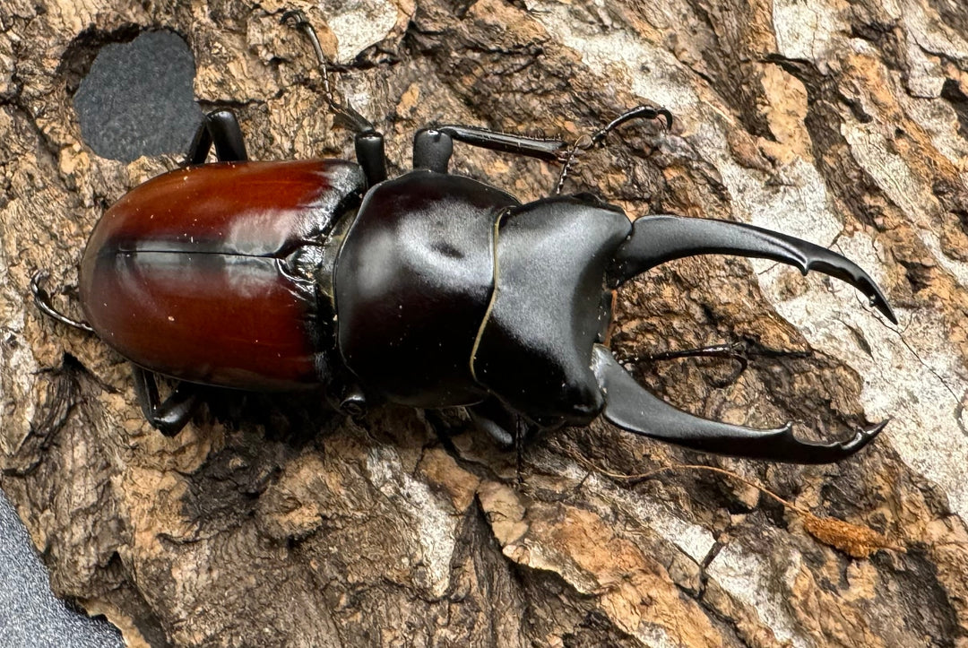 【WD】《マクレイコクワ 57mm ♂♀♀トリオ》