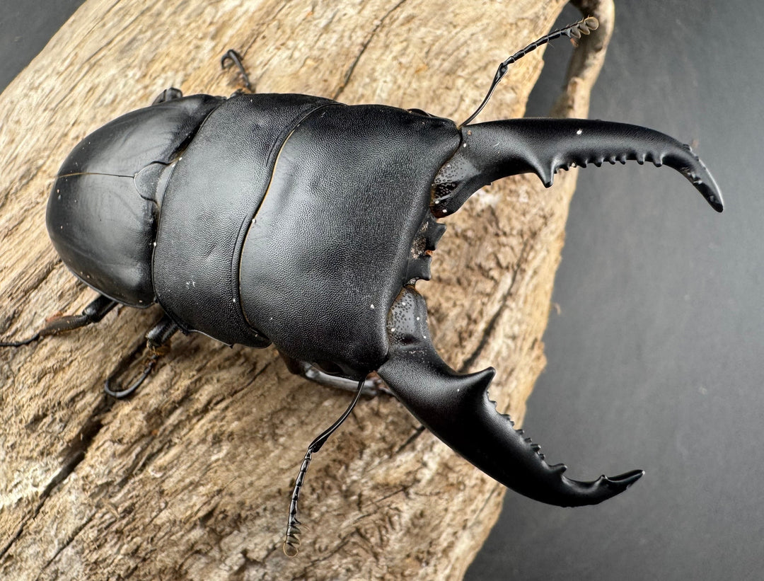 【WD】《ベトナムヒラタ 海南省産 75.5mm ペア》