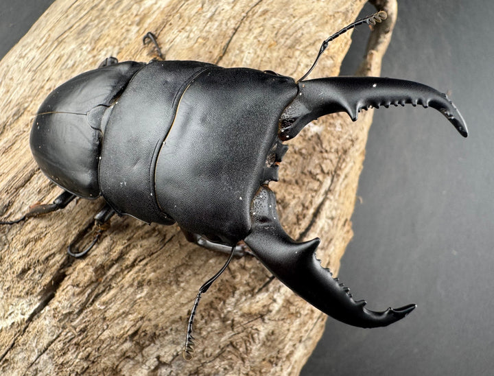 【WD】《ベトナムヒラタ 海南省産 75.5mm ペア》