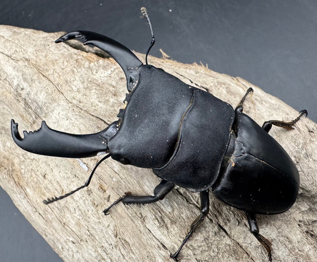 【WD】《西ペレンヒラタ（スラウェシオオヒラタ） 90.5mm ペア》