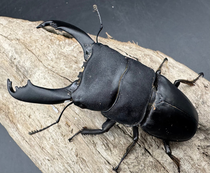 【WD】《西ペレンヒラタ（スラウェシオオヒラタ） 90.5mm ペア》