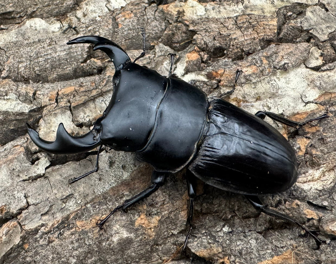 【WD】《ジャワパリーオオクワ 70mm ペア》