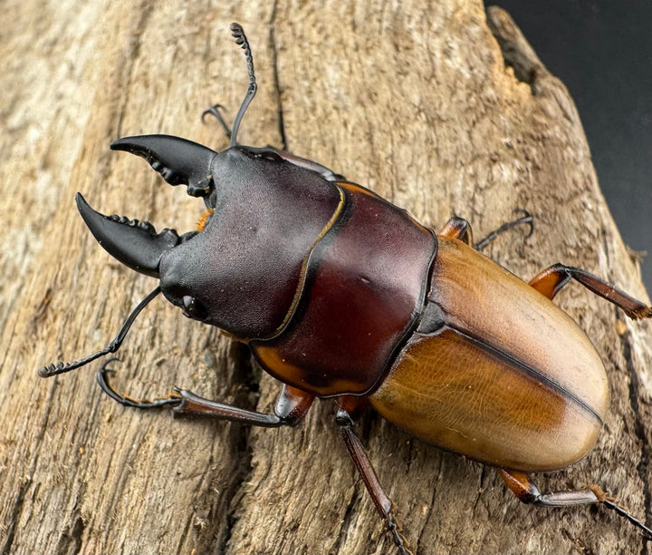 【WD】《ラテラリスノコギリ亜種バヤニー 40mm ペア》