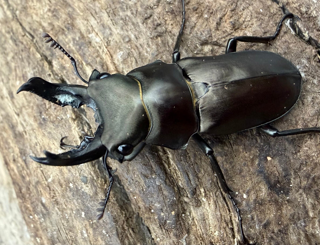 【WD】2025新種オニクワガタ《Prismognathus zhihongi 36mm ペア》