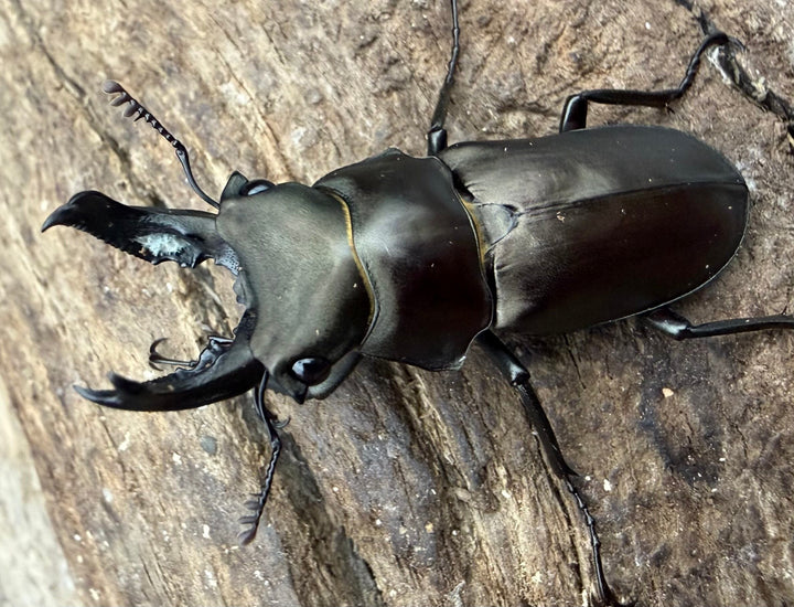 【WD】2025新種オニクワガタ《Prismognathus zhihongi 36mm ペア》