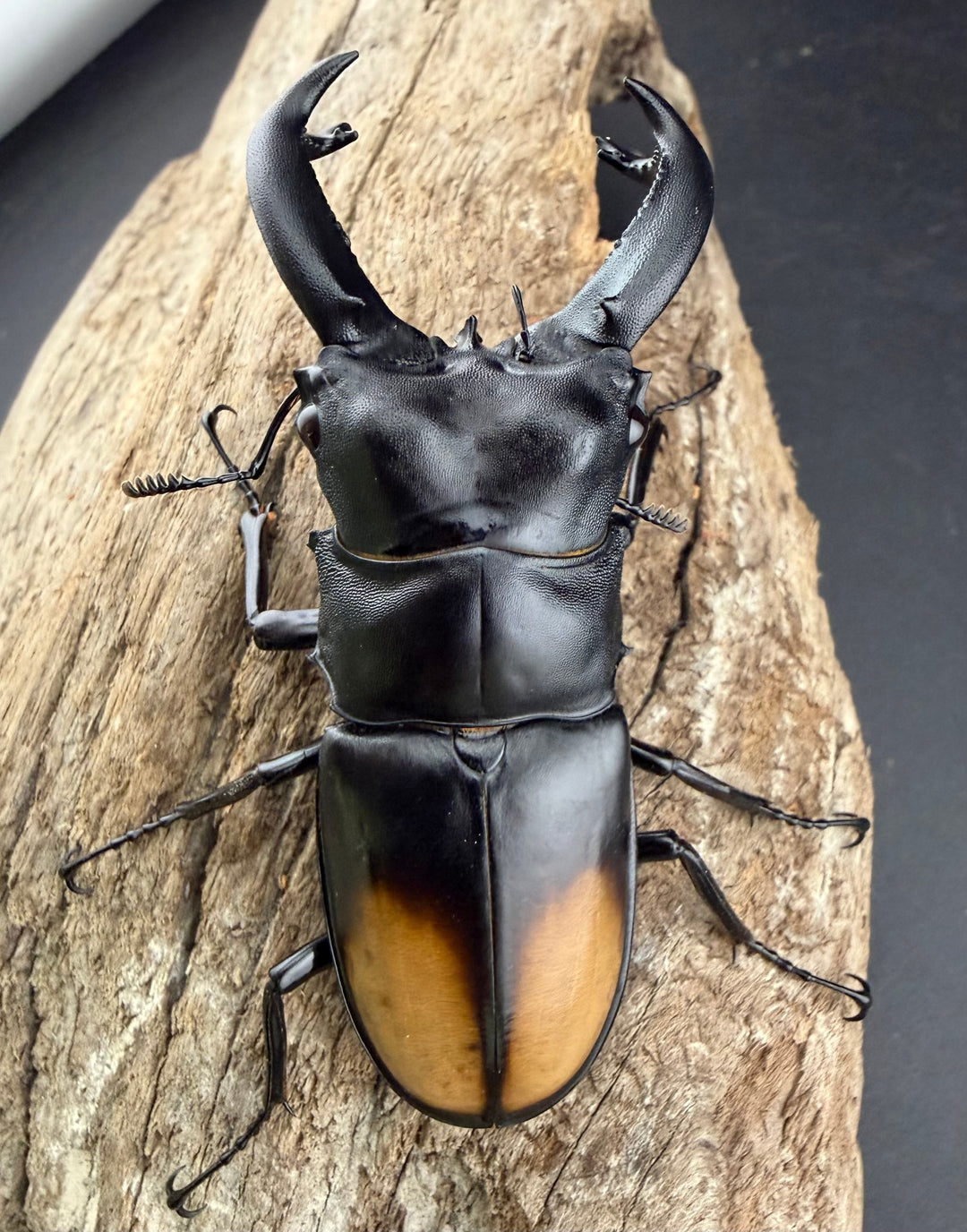 【WD】《パリーフタマタ亜種ディロレイ 75.5mm ペア》