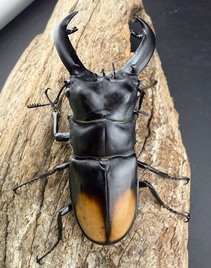 【WD】《パリーフタマタ亜種ディロレイ 75.5mm ペア》