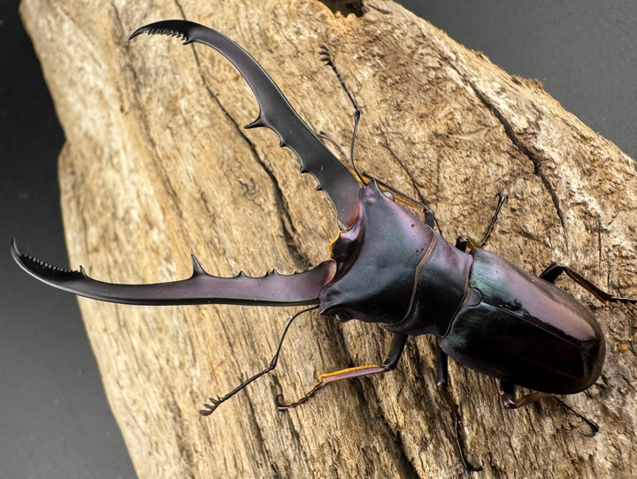 【美麗】《メタリフェルホソアカ亜種finae 65mm ペア》わたくわ氏ブリード個体