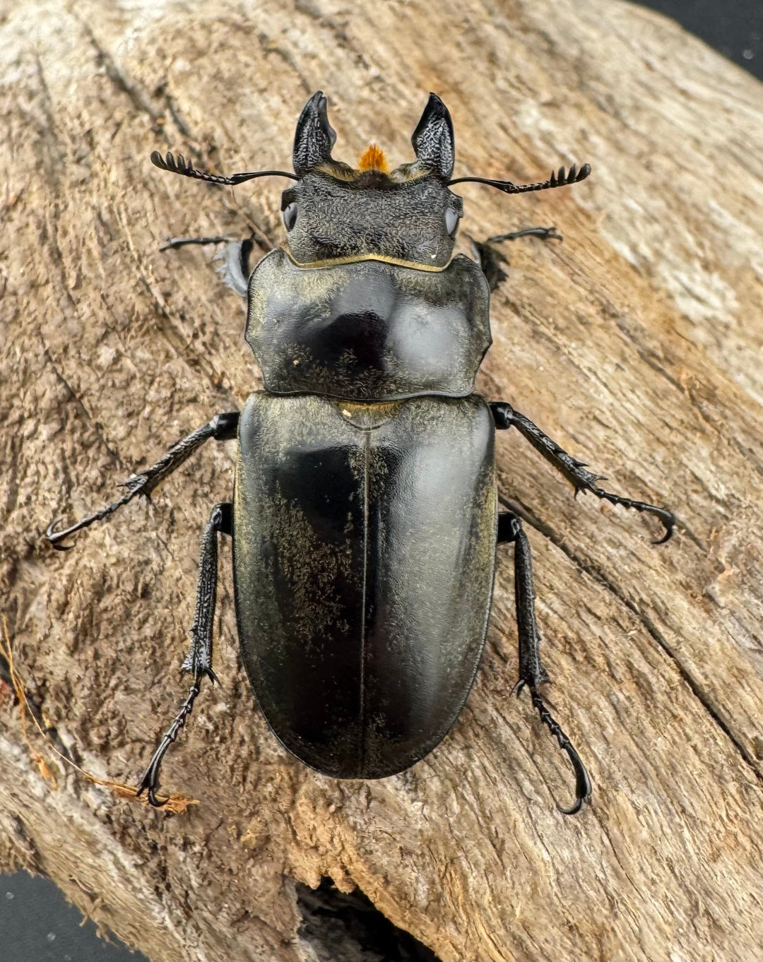 【WD】《クラーツミヤマ原名亜種 66mm ペア》