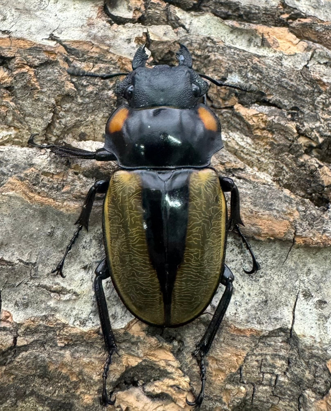 【WD】《ラコダールツヤクワガタ 73mm ペア》