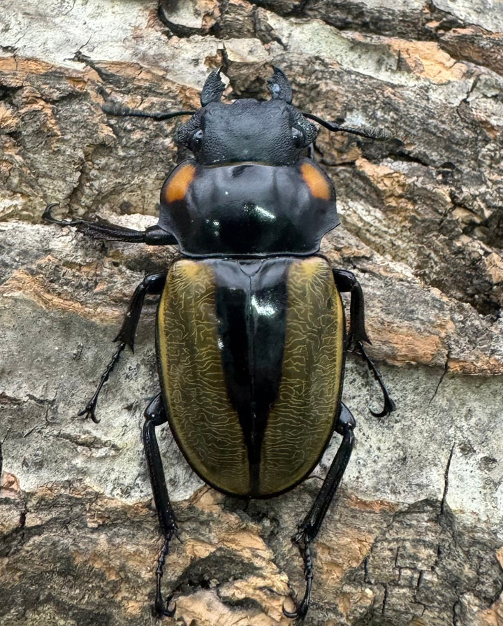 【WD】《ラコダールツヤクワガタ 73mm ペア》