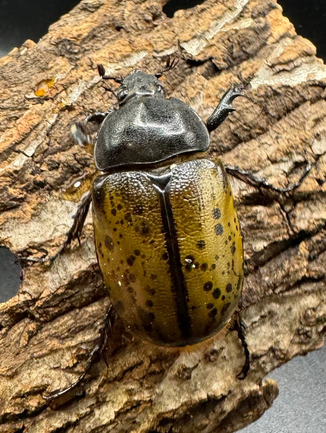 《ミヤシタシロカブト Free ペア》