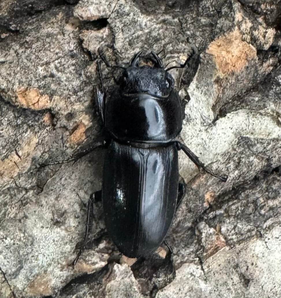 【WD】《グラキリスノコギリヒラタクワガタ 40mm ペア》