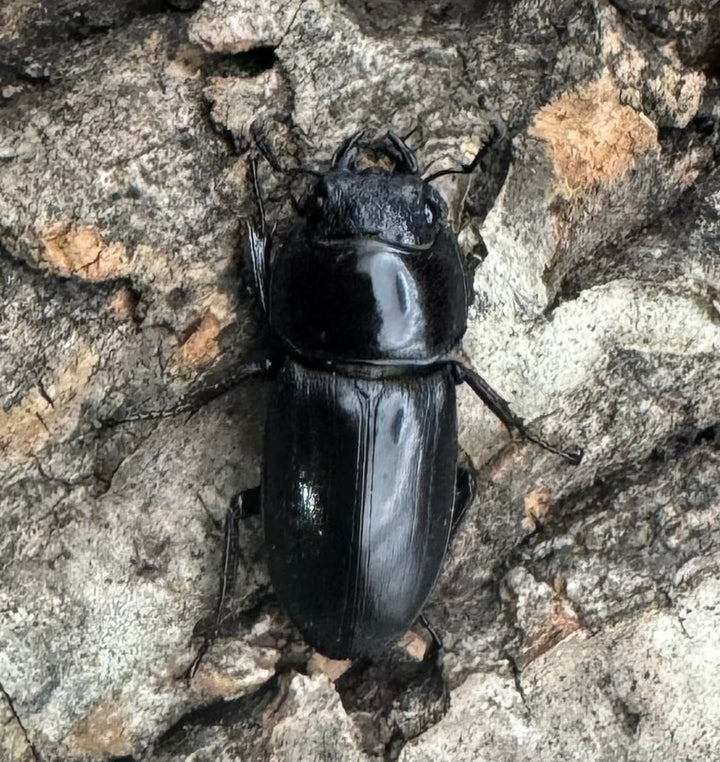 【WD】《グラキリスノコギリヒラタクワガタ 40mm ペア》