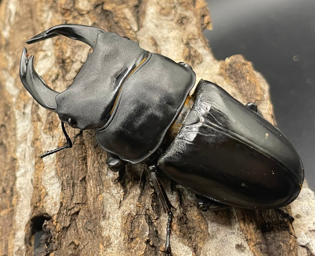 《オオクワガタ 久留米血統 75mm ペア》