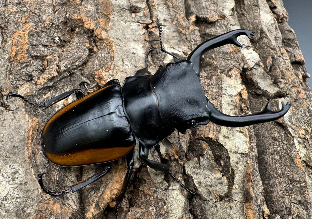 【WD】《スティーブンスツヤ亜種mamaesaensis 69mm ペア》