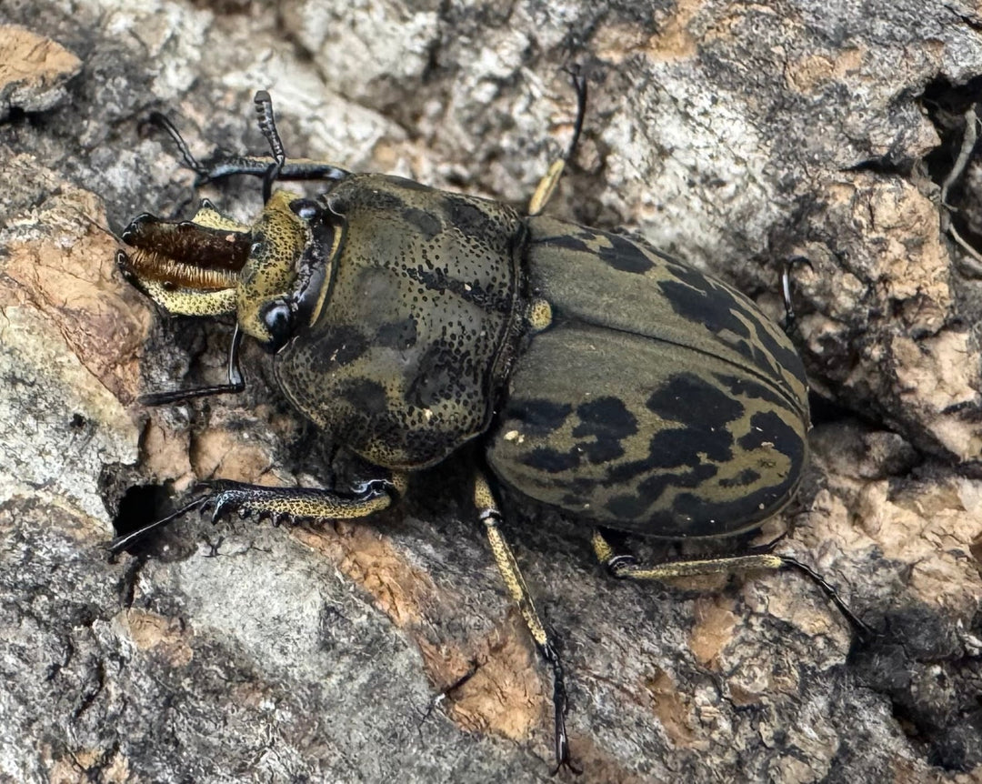 《ムナコブクワガタ ♂♀♀トリオ》