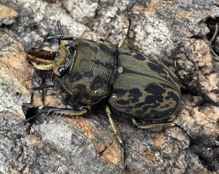 《ムナコブクワガタ ♂♀♀トリオ》
