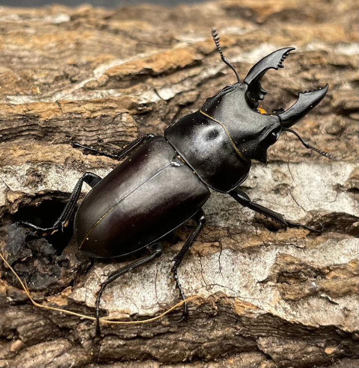 【WD】《オーエンノコギリクワガタ中国亜種melli 34.5mm ペア》