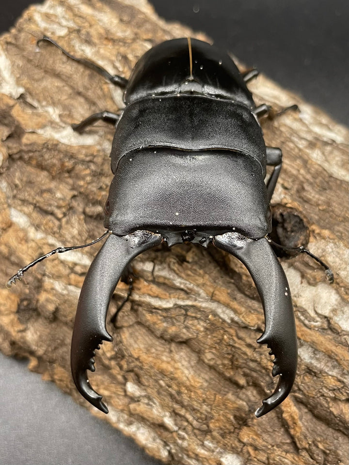 【WD】大型《カマリネスヒラタ 96mm B品ペア》