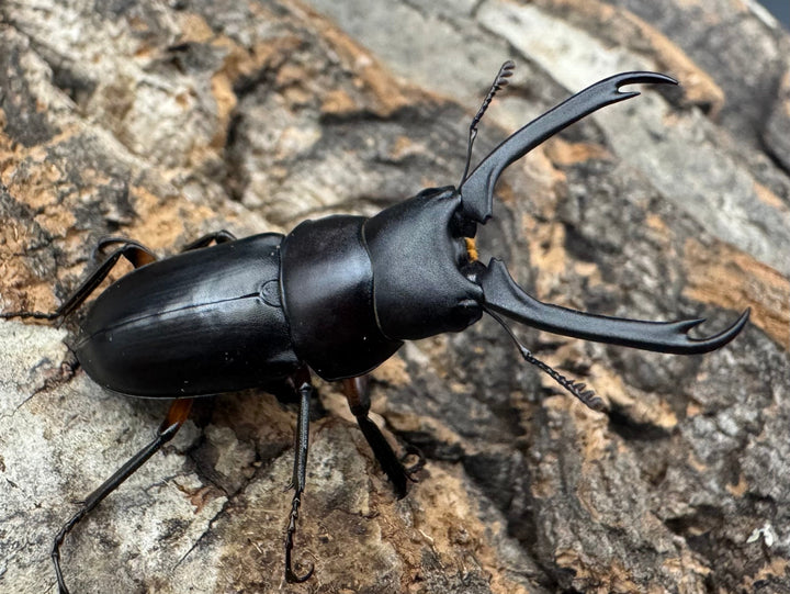 【WF1】《ウスバクワガタ亜種kishidai 34mm ペア》