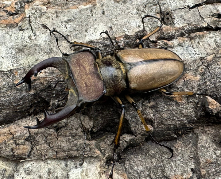 【WD】《デラバイミヤマ 46.5mm ペア》