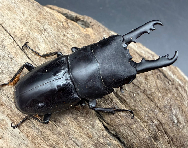 【WD】《タウネスヒラタクワガタ 47mm ペア》