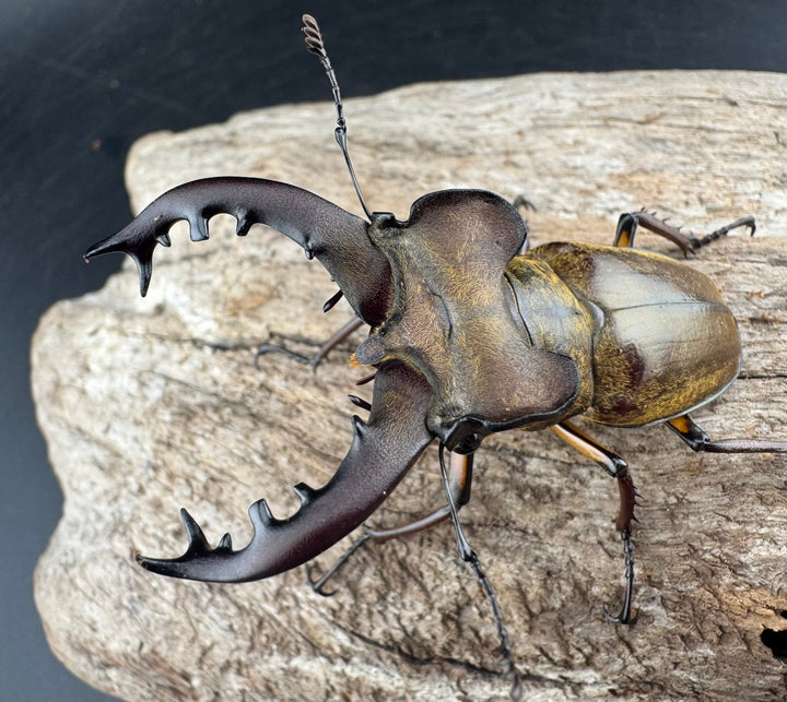 【WD】《ミヤマクワガタ 山形県産 65mm ペア》