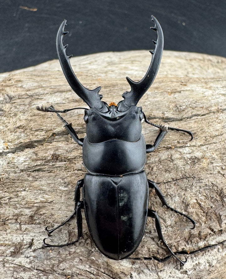 【WD】《フォルフィクラノコギリ原名亜種（マルバネノコギリ） 54mm ペア》