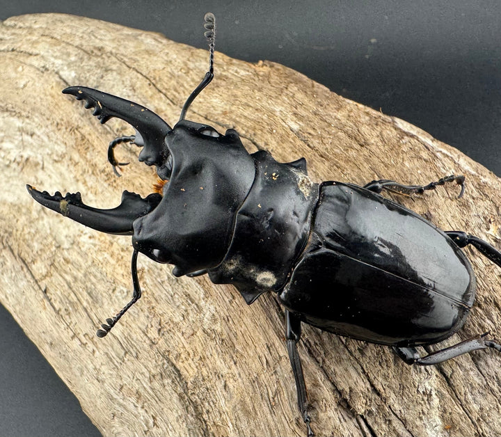 【WD】《ルディカツヤクワガタ 71.5mm B品ペア》