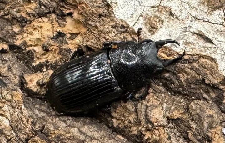 【WD】《ラムリーネブト Free ペア》