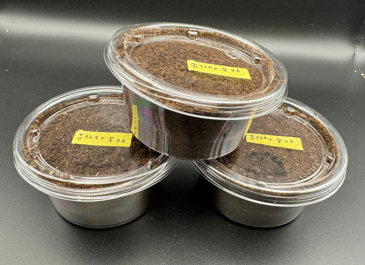 種親大型《エレファスゾウカブト 幼虫3頭セット》