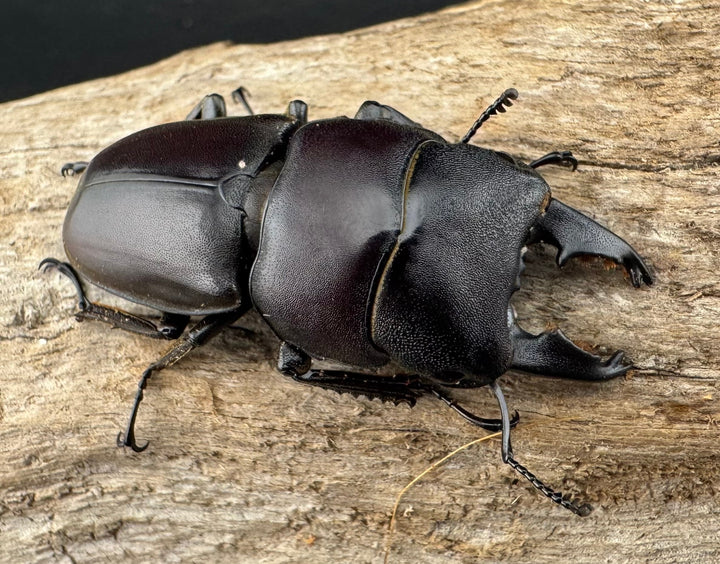 【WD】《タウルスヒラタ パラワン亜種 ロハス産 44mm ペア》