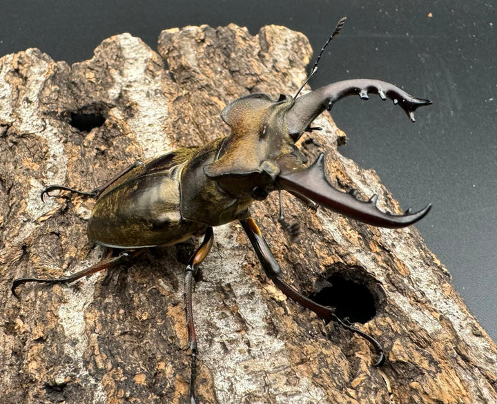 【WF1】《ミヤマクワガタ 滋賀産 B品ペア》