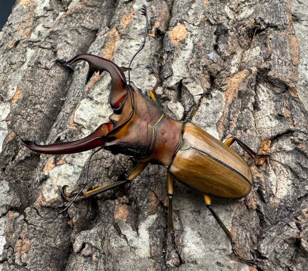 【WD】大歯《アラガールホソアカ 65mm ペア》