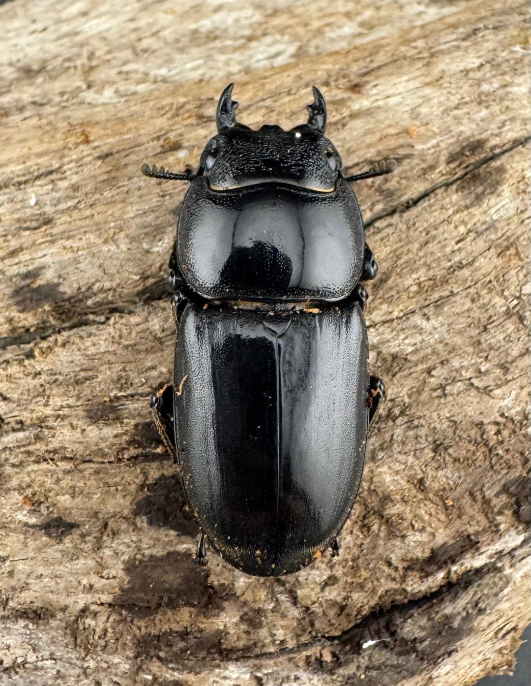 【WD】大型《パラワンオオヒラタ ガントン産 96mm ペア》