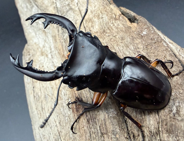 【WD】《インペリアリスツヤ亜種komorii トゥルスマリア産 61mm ペア》