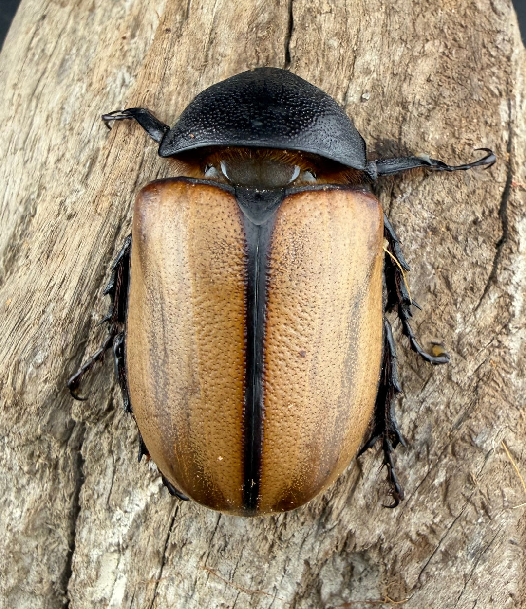 【WD】《ゴホンツノカブト原名亜種 タイ産 84mm ペア》