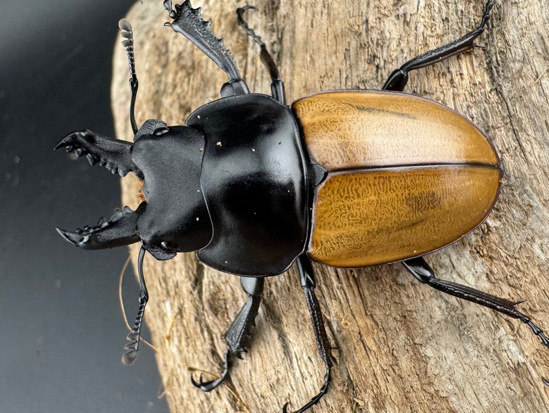 【WD】《ニティドゥスマルバネ亜種lemeei 広西壮族産 49mm ペア》①