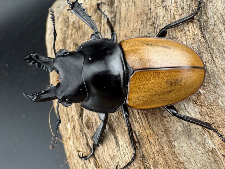 【WD】《ニティドゥスマルバネ亜種lemeei 広西壮族産 49mm ペア》①