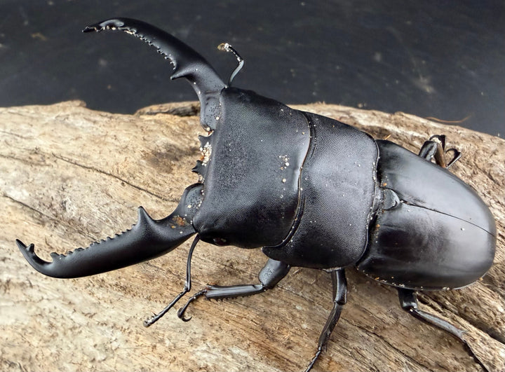 【WD】《パラワンオオヒラタ ガントン産 84mm ペア》