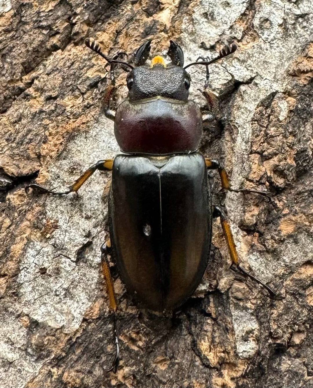 【WD】《デラバイミヤマ ♀単 A’品》②