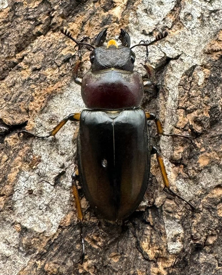 【WD】《デラバイミヤマ ♀単 A’品》②