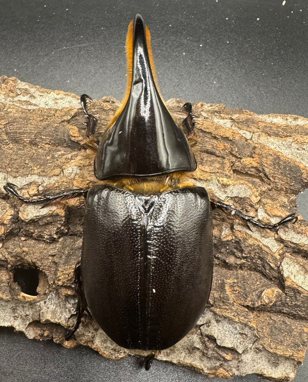 《サタンオオカブト 93mm ペア》