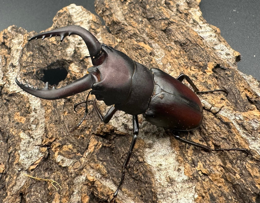 【WF1】《本土ノコギリクワガタ 八王子産 53.5mm ペア》