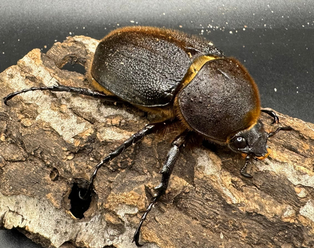 《ヘラクレス・ヘラクレス 152mm ペア》