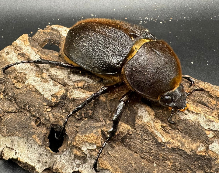 《ヘラクレス・ヘラクレス 152mm ペア》