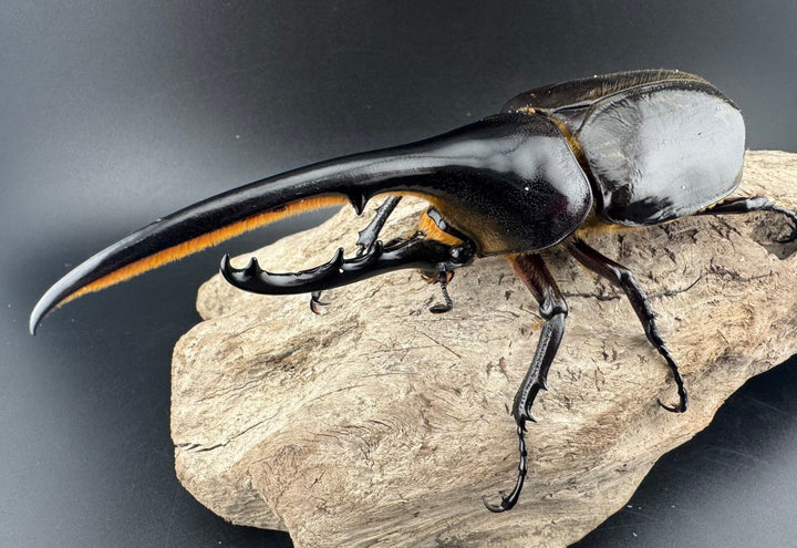 《ヘラクレス・ヘラクレス 130mm ペア》